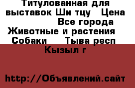 Титулованная для выставок Ши-тцу › Цена ­ 100 000 - Все города Животные и растения » Собаки   . Тыва респ.,Кызыл г.